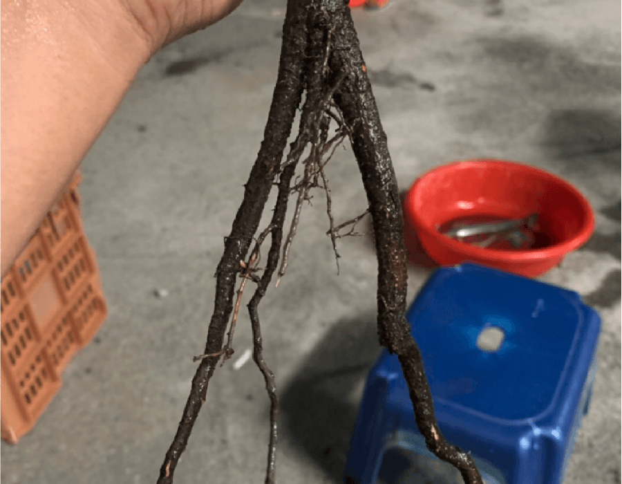 淹水後使用土壤肥料,容易造成燒根的情況。